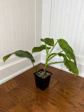 Load image into Gallery viewer, Philodendron Jose Buono XL D