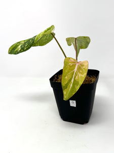 Philodendron Gloriosum Variegated G