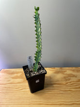 Load image into Gallery viewer, 78. Euphorbia Trigona ‘Mint Cream’ (Ships within Canada only)