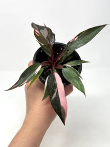 Philodendron Pink Princess