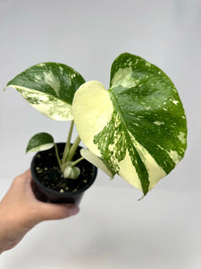 Monstera 'Thai Constellation' (high variegation, 4.5”)