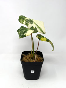 Philodendron Gloriosum Variegated E