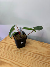 Load image into Gallery viewer, 121. Philodendron Strawberry Shake
