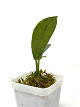 Load image into Gallery viewer, Hoya Albiflora