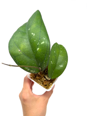Hoya cv. Lea