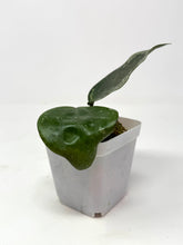 Load image into Gallery viewer, Hoya Glabra Silver