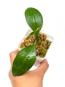 Hoya Benchaii