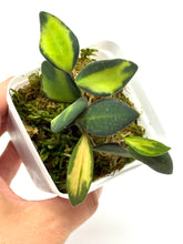 Load image into Gallery viewer, Hoya Burtoniae Variegated