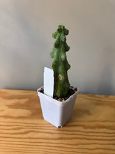 Load image into Gallery viewer, 290. Boobie Cactus (Ships within Canada only)