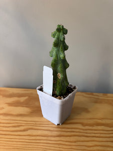 290. Boobie Cactus (Ships within Canada only)
