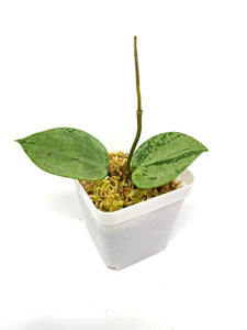 Hoya Verticillata Heart Leaf Silver