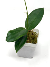 Load image into Gallery viewer, Hoya Sanguine (Mindorensis x Erythrostemma)