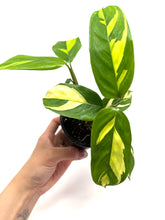 Load image into Gallery viewer, Ctenanthe 'Lubbersiana'