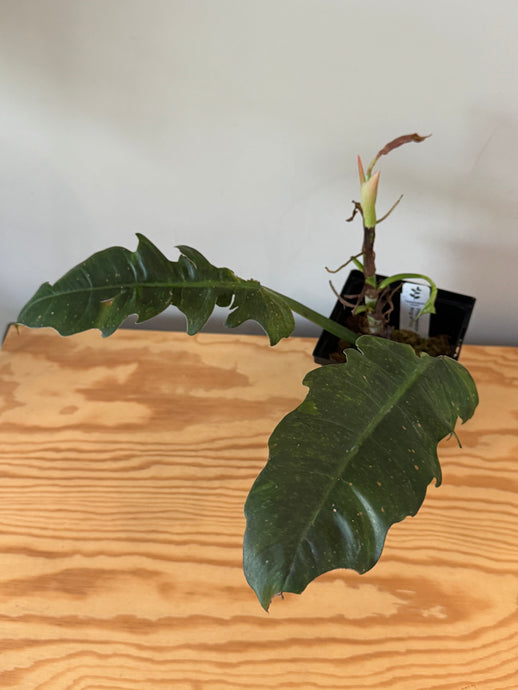 276. Philodendron Ring of Fire
