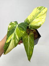 Load image into Gallery viewer, Philodendron Gloriosum Variegated A