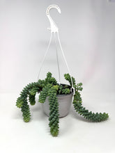 Load image into Gallery viewer, Sedum Morganianum ‘Burro’s Tail’ (Ships within Canada only)