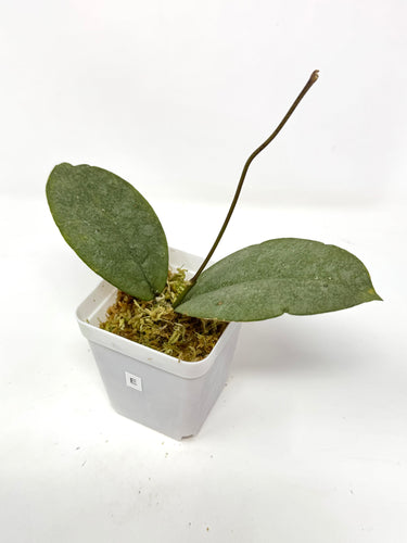 Hoya Mitrata Silver E