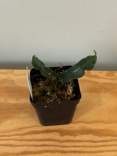 Load image into Gallery viewer, 41. Hoya Inflata