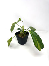 Load image into Gallery viewer, Philodendron Florida Beauty A