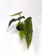 Load image into Gallery viewer, Begonia Maculata ‘Angel Wing’