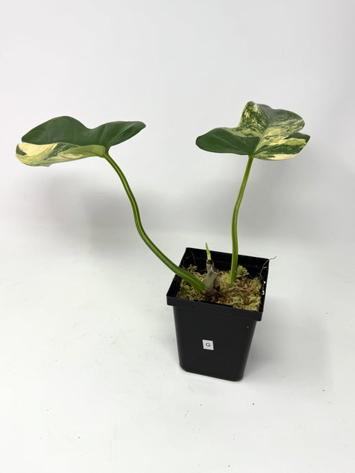 Philodendron Bipennifolium Violin Variegated G