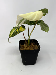 Philodendron Gloriosum Variegated E