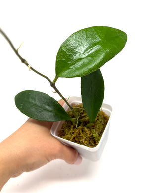 Hoya Benchaii