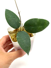 Load image into Gallery viewer, Hoya Caudata &#39;Sumatra&#39;
