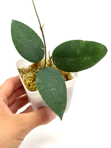 Hoya Caudata 'Sumatra'