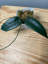 Load image into Gallery viewer, 186. Hoya Stenoakei