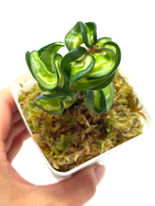 Hoya Carnosa Compacta Variegated (Mauna Loa)