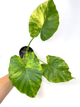 Load image into Gallery viewer, Alocasia Odora Aurea Variegated