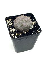 Load image into Gallery viewer, Tephrocactus Geometricus
