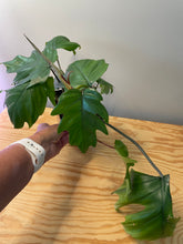 Load image into Gallery viewer, 66. Philodendron Mayoi