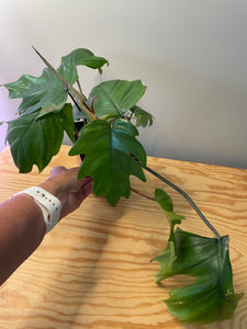 66. Philodendron Mayoi