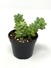 Load image into Gallery viewer, Sedum Morganianum ‘Burro’s Tail’