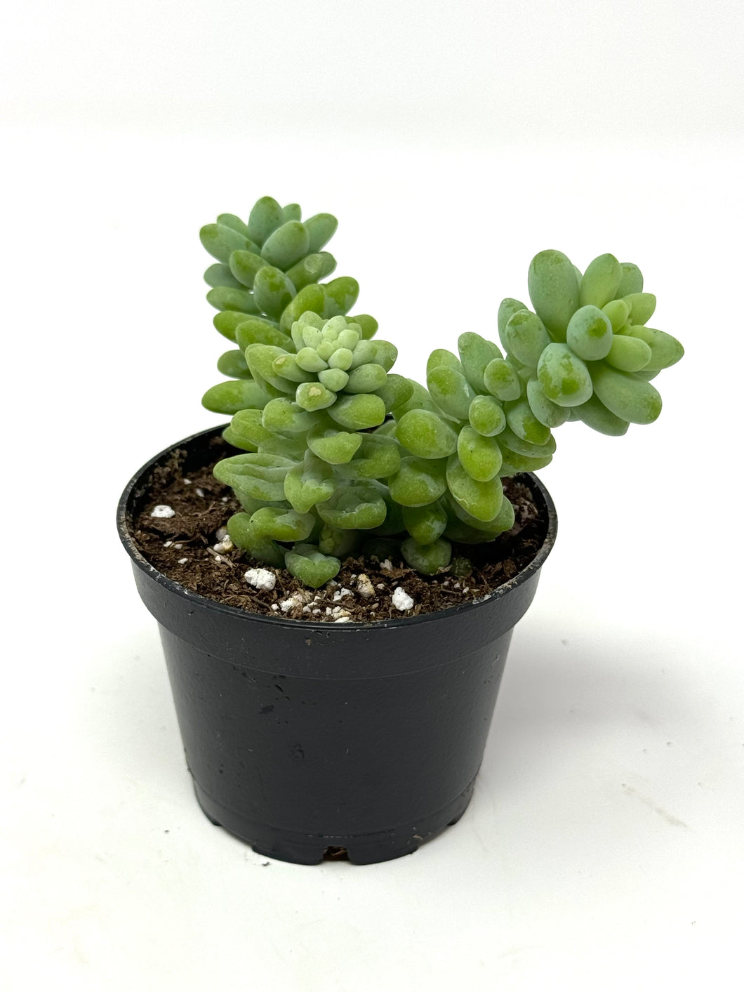 Sedum Morganianum ‘Burro’s Tail’