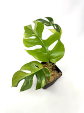 Load image into Gallery viewer, Rhaphidophora Tetrasperma Variegated