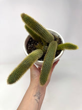 Load image into Gallery viewer, Cleistocactus Winteri “Golden Rat Tail” 6” Hanging Basket - Ships within Canada only