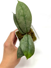 Load image into Gallery viewer, Hoya Mitrata Silver A