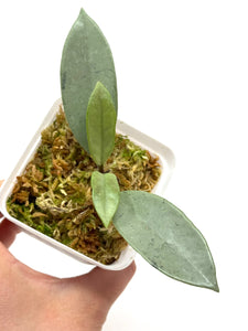 Hoya Wilbur Graves Silver D