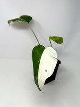 Load image into Gallery viewer, Monstera Deliciosa Albo Variegated C