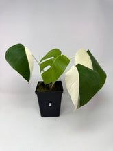 Load image into Gallery viewer, Monstera Deliciosa Albo Variegated F