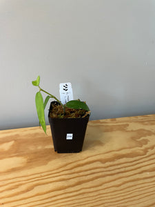 214. Hoya Burmanica