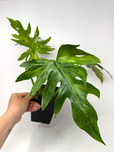 Load image into Gallery viewer, Philodendron Radiatum Variegated