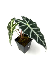 Load image into Gallery viewer, Alocasia Amazonica Variegated F