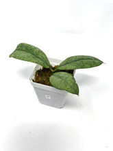 Load image into Gallery viewer, Hoya Mitrata Silver F