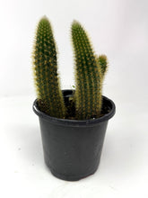 Load image into Gallery viewer, Cleistocactus Winteri “Golden Rat Tail” - Ships within Canada only small size
