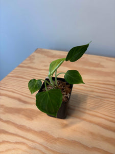 54. Philodendron Verrucosum (juvenile)