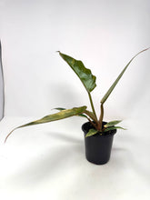 Load image into Gallery viewer, Philodendron Caramel Marble 4”